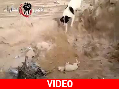 Τι κάνει ένα σκυλί όταν βρίσκει ένα κουτάβι νεκρό